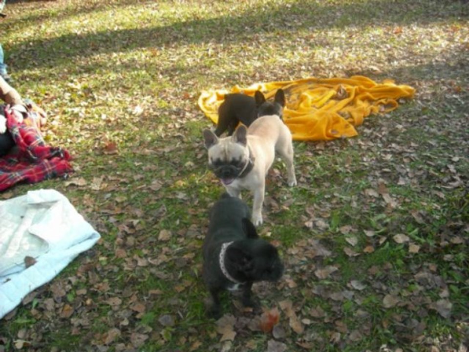 bouledofolies 08.11.2009