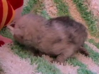 EVA LUNA DES LYS DE KIWISE