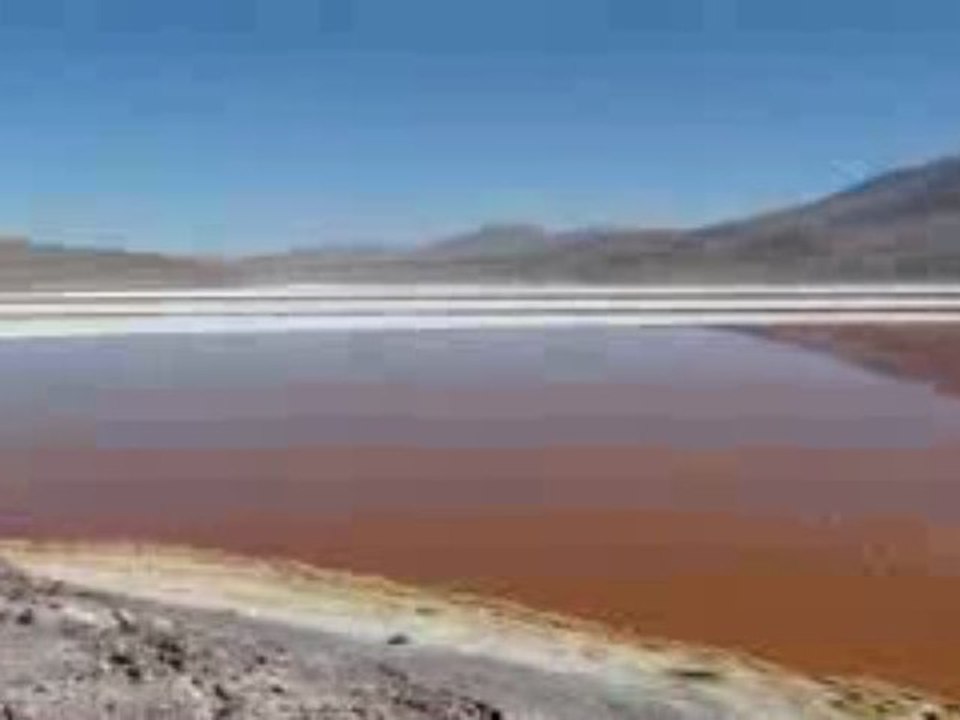 laguna colorada flamants