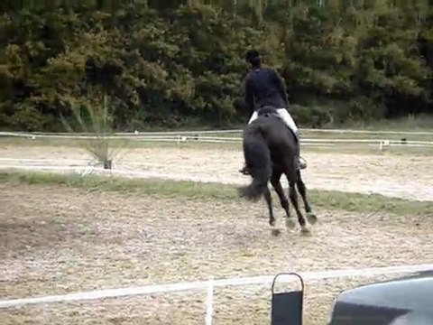 philou dressage 2009 nov