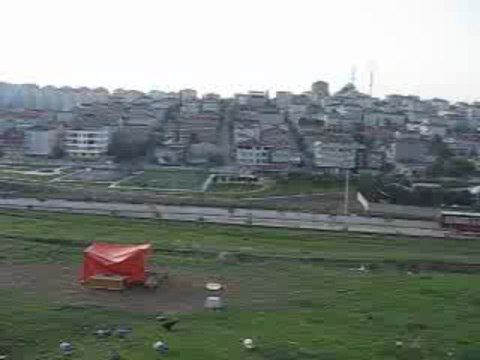 Dişi Mavi (Eke kuş)