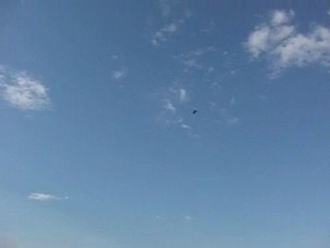 Dişi Mavi (Eke kuş)