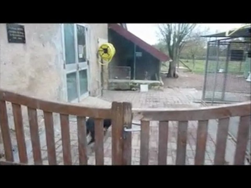 Lâcher de chiens à Beauregard