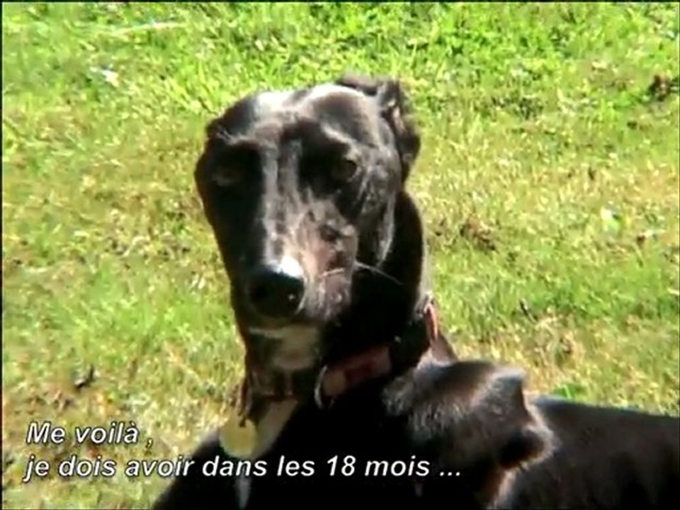 A "little black magic Boy" ... un Galgo noir nommé Cali ...
