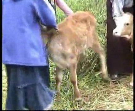 GİDELİM BİZİM YAYLAYA (ADEM ÇELİK)