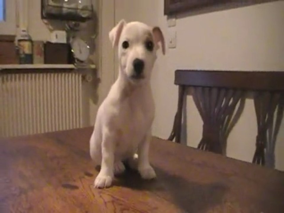 Jack russel education canine