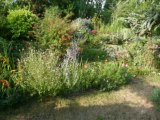 le jardin de joelle été 2009