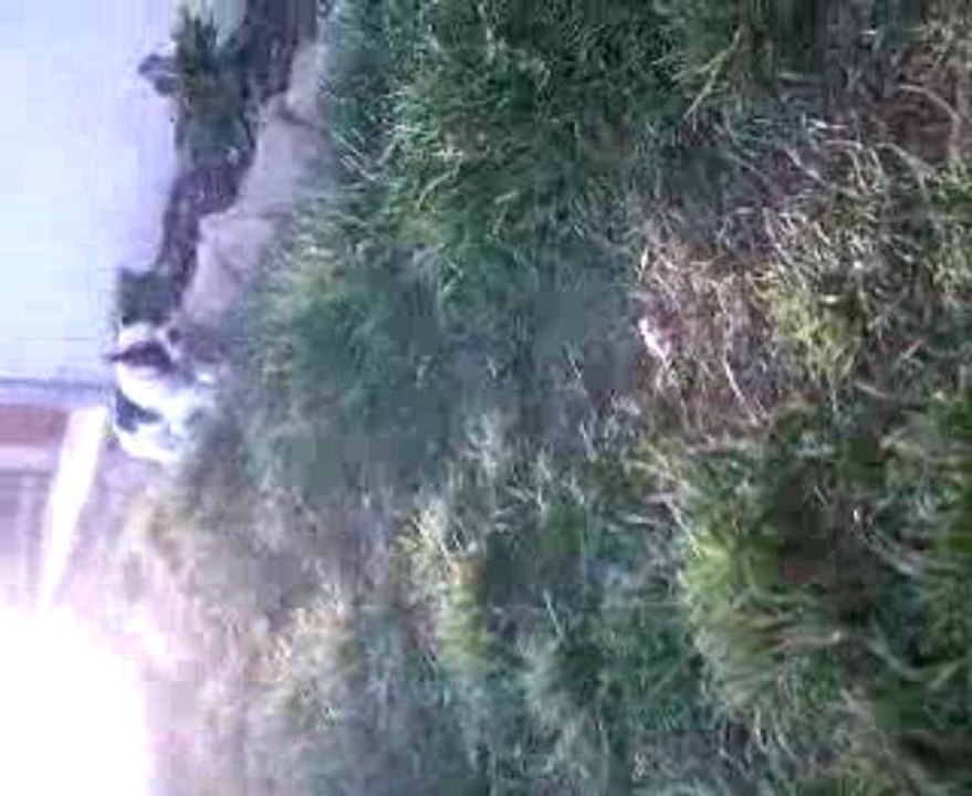 Oscar joue dehors avec Audy