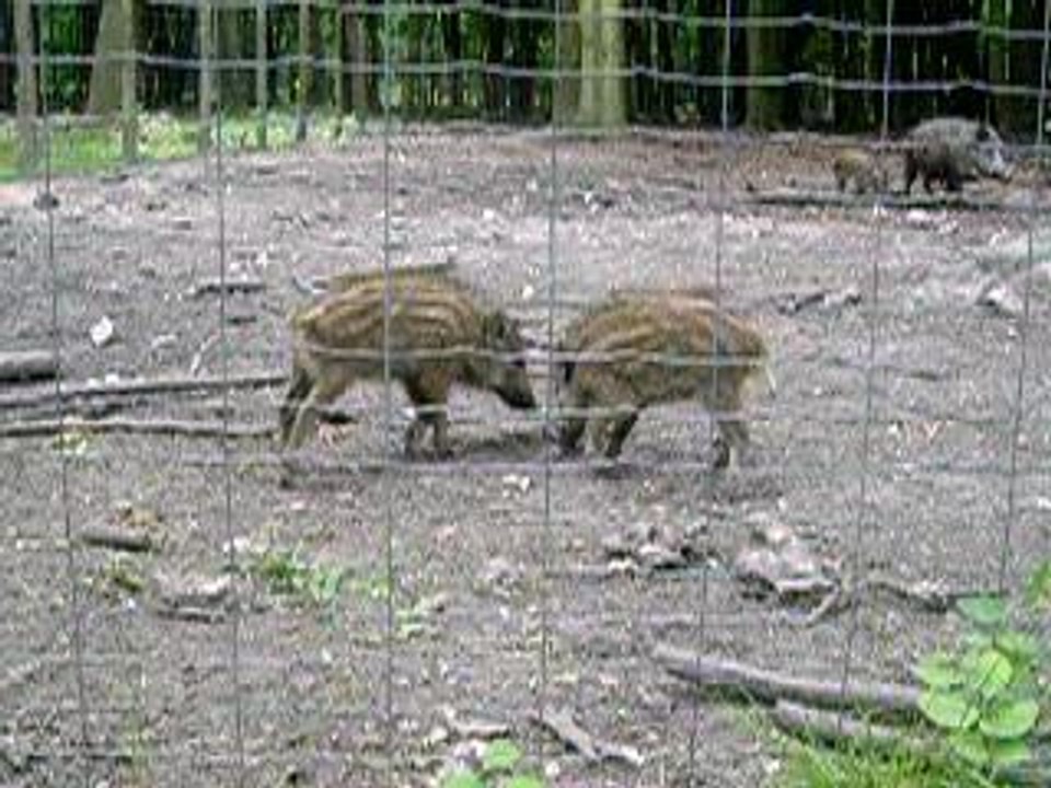 Bagarre de sanglier
