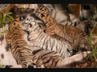 Tigre bianca nata l'1 novembre 2009