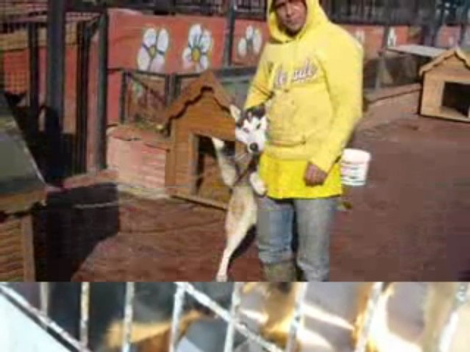 Yedikule Hayvan Barınağı