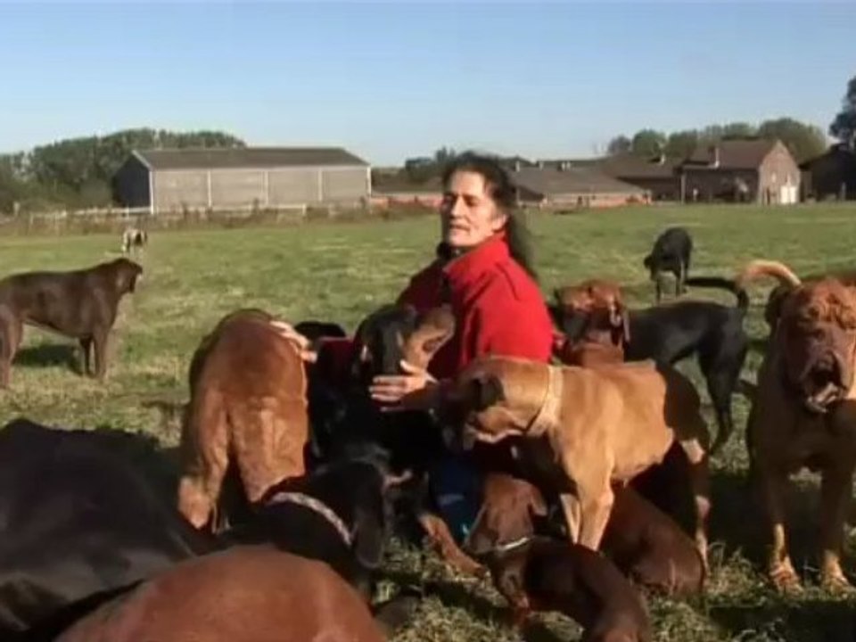 Les chiens de Diana