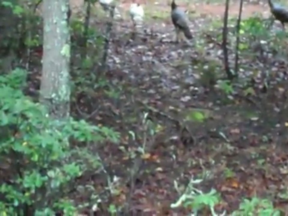 TURKEYS Lake Lure, NC