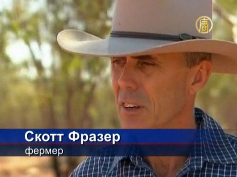 Кенгуру устраивают набеги на австралийские фермы