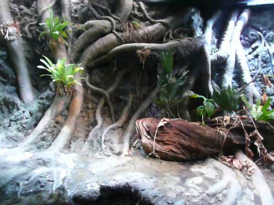 CALIFORNIA ACADEMY OF SCIENCES