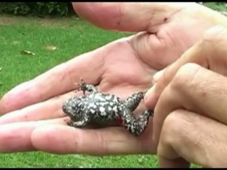 Climate Change - Australia Frogs