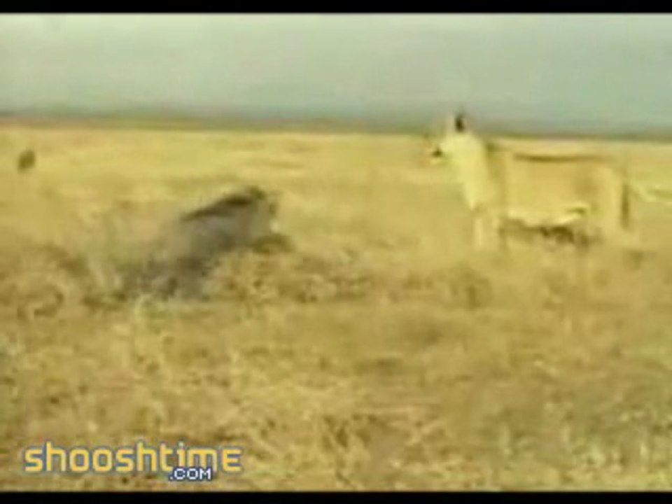 A Lion Comes, say Hello