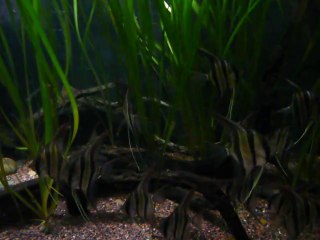 CALIFORNIA ACADEMY OF SCIENCES