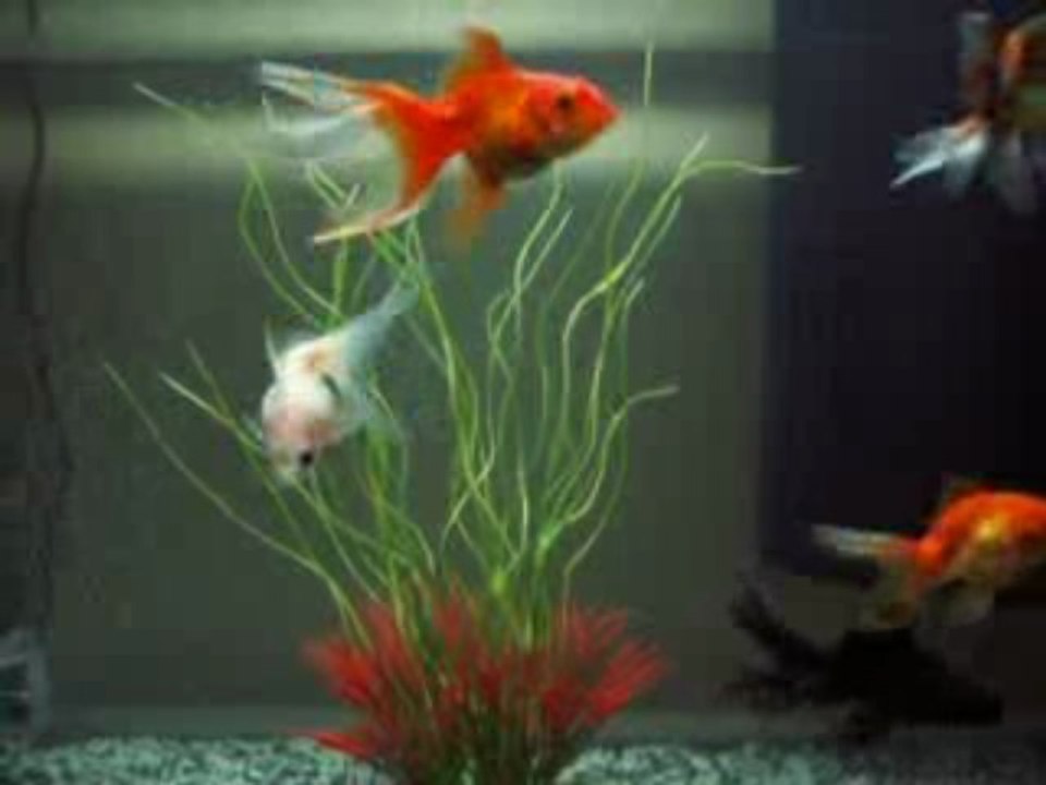MES POISSONS ROUGES JAPONAIS