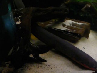 CALIFORNIA ACADEMY OF SCIENCES