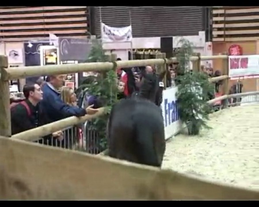 QOULEUR DU VENT PONEY DE SPORT  LANCER/ DAMES DES VENTS PFS