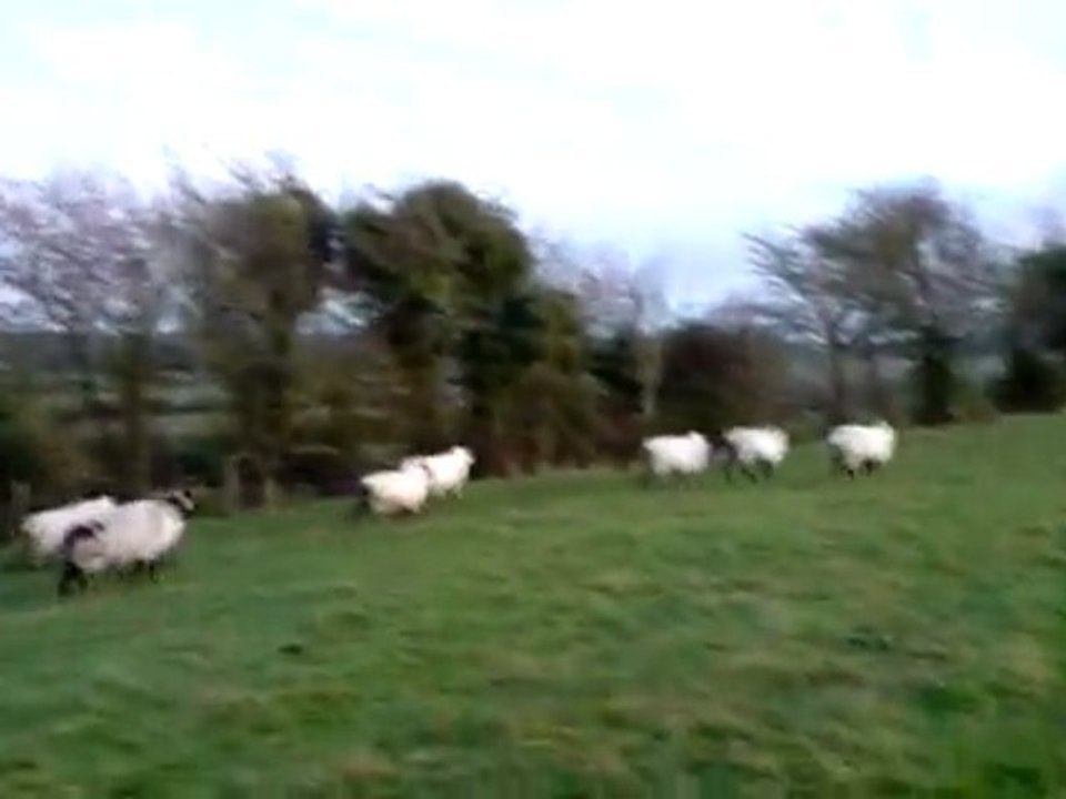 Sheep race/hunt in Tara Hill
