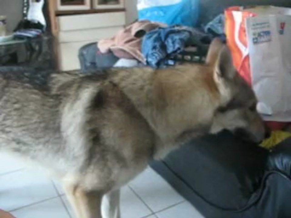 djazz et milan ou clt contre border collie