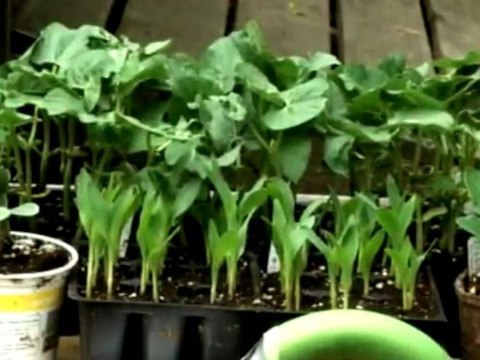 Vegetable Garden: Three Sisters Companion Planting