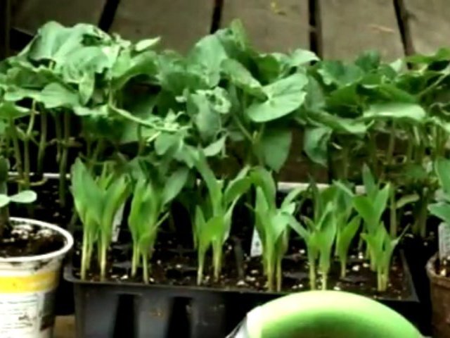 Vegetable Garden: Three Sisters Companion Planting