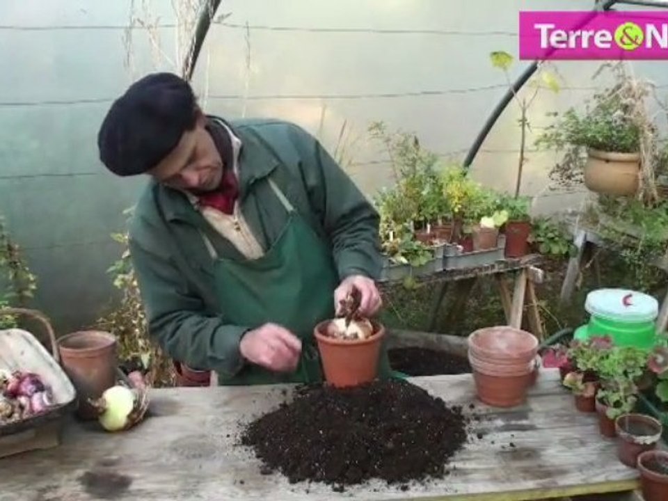 L’amaryllis aime le chaud et pas trop d’eau.