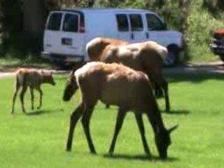 Voyage Yellowstone Jour j+5 (7)