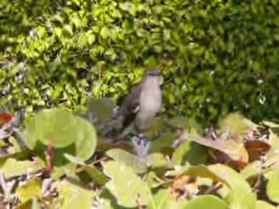 Petit oiseau à Nassau
