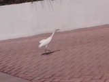 Une Aigrette se promène à Sunny Isles, près de Miami en Flor