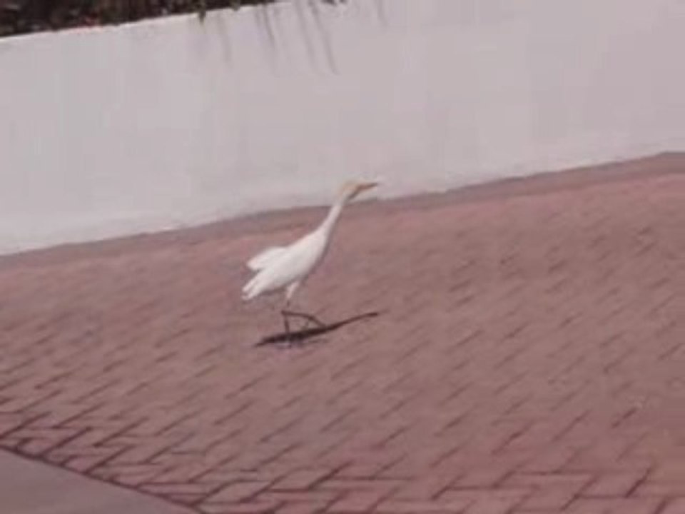 Une Aigrette se promène à Sunny Isles, près de...