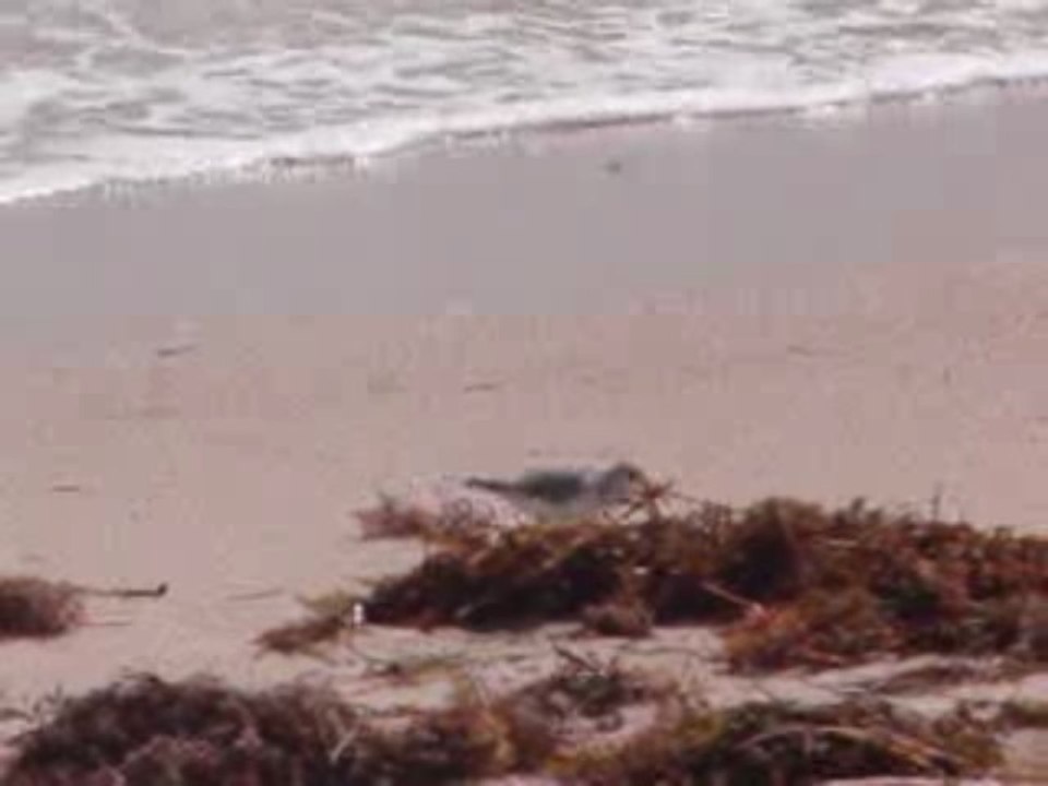 Bécassine sur la plage de South Beach à Miami