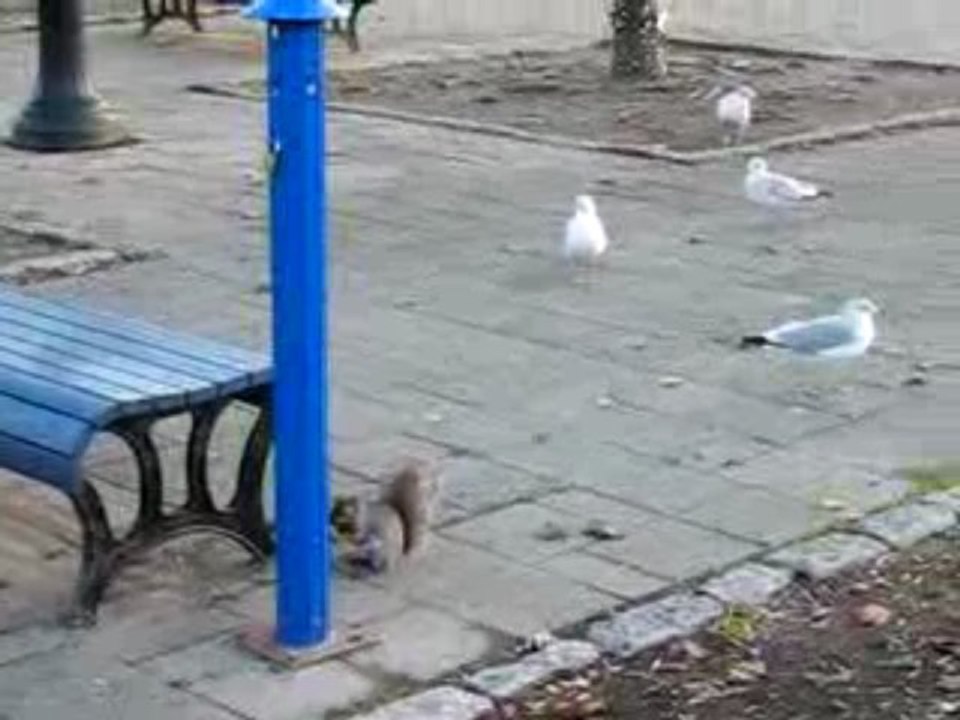 Écureuils et mouettes sur l'île Ste-Hélène de Montréal