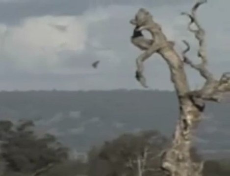 UFOS OVNIS phenomenon 2009