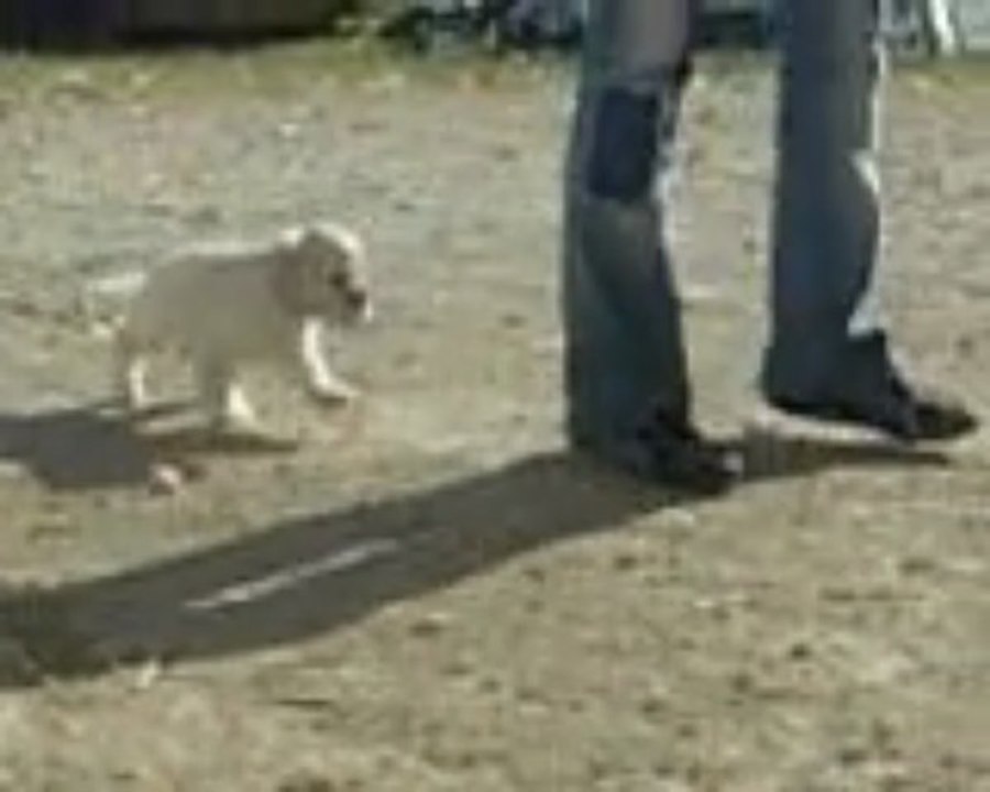 Vidéo Eh Galak 7 semaines