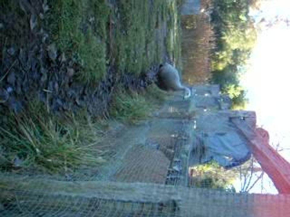 Goose Protection