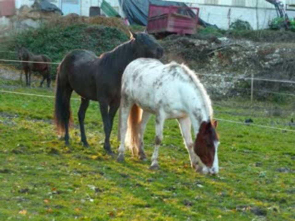 Récré au paddock avec Sombrero