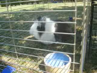 vidéo gribouille (3)