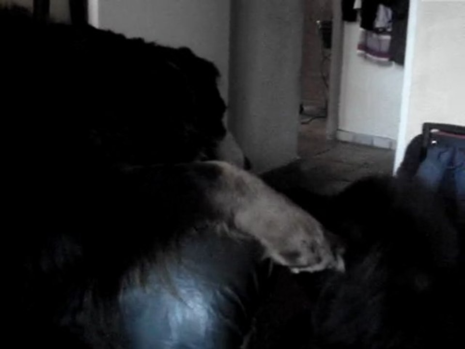 DIESEL AIKA AMOUREUX