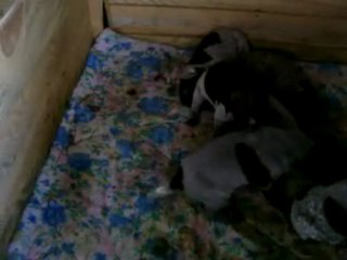 TİNA VE YAVRULARI-19. GÜN