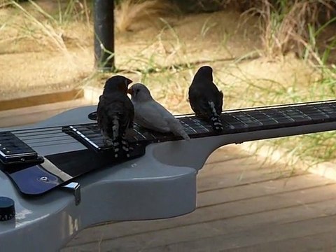 Oiseaux guitaristes - From hear to ear
