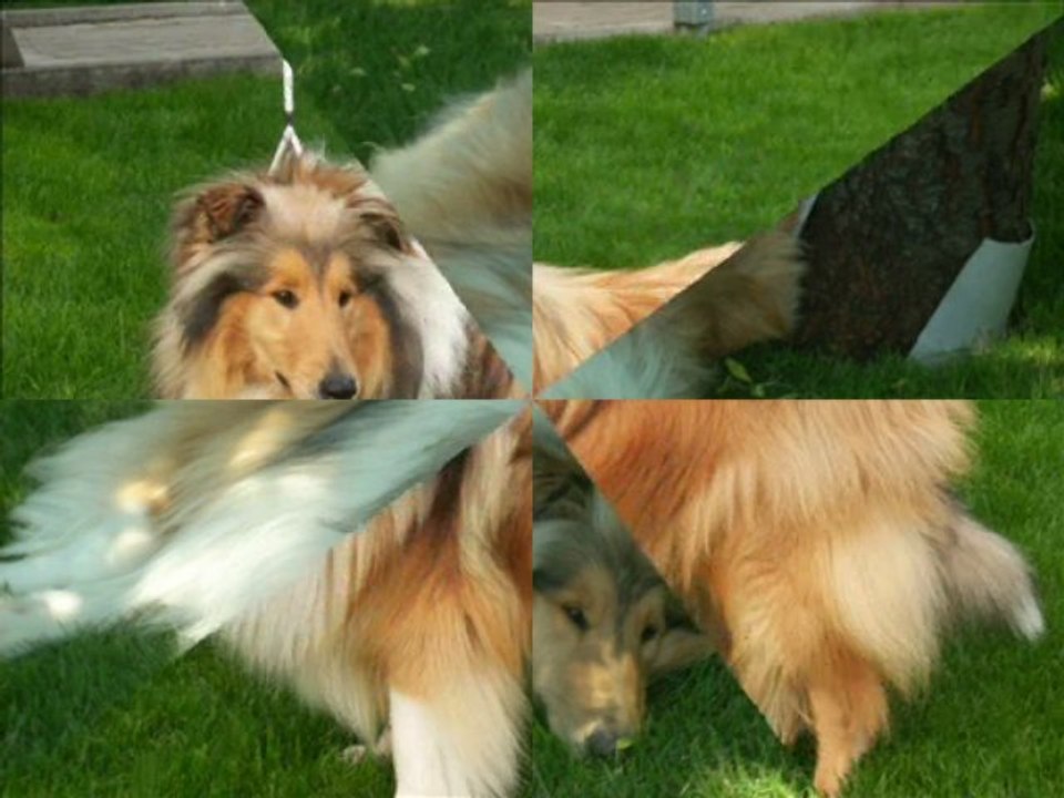 Kasztor Collie