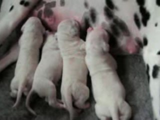 11 novembre 2009 : cinq jours