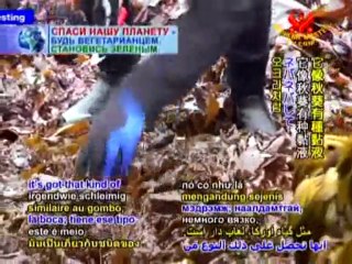 Harvesting Sea Vegetables with Chef Cherie Soria