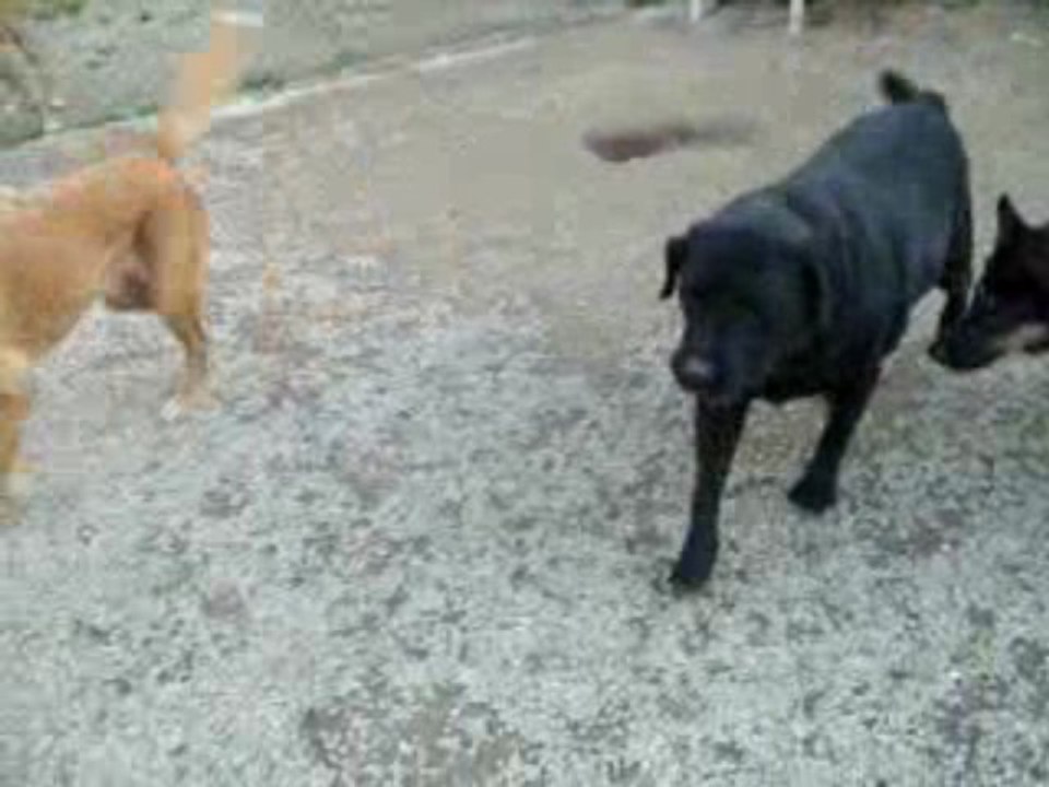 Trunck en pension à La Vallée du Vent