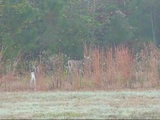 11/11/2009 les biches - deers in our land Texas