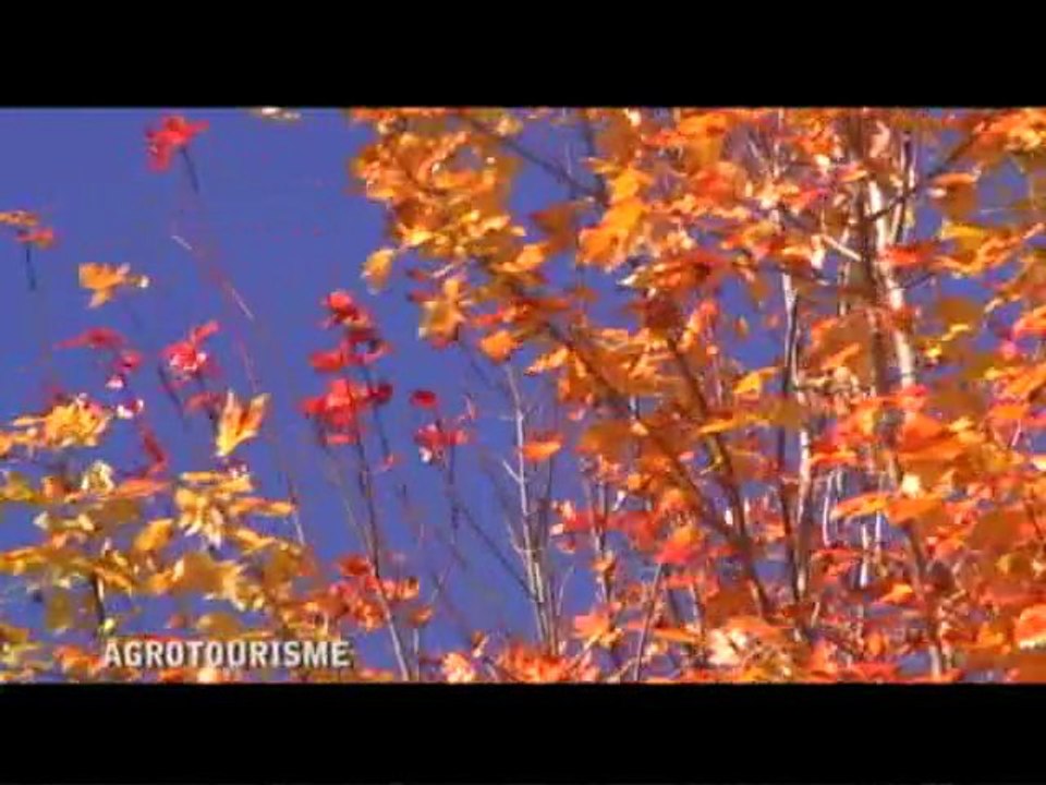 Récolte de canneberges au Centre-du-Québec